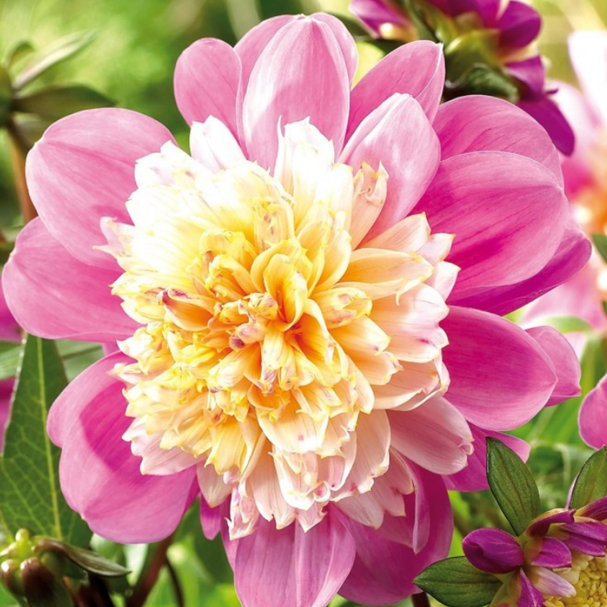 Anemonendahlie