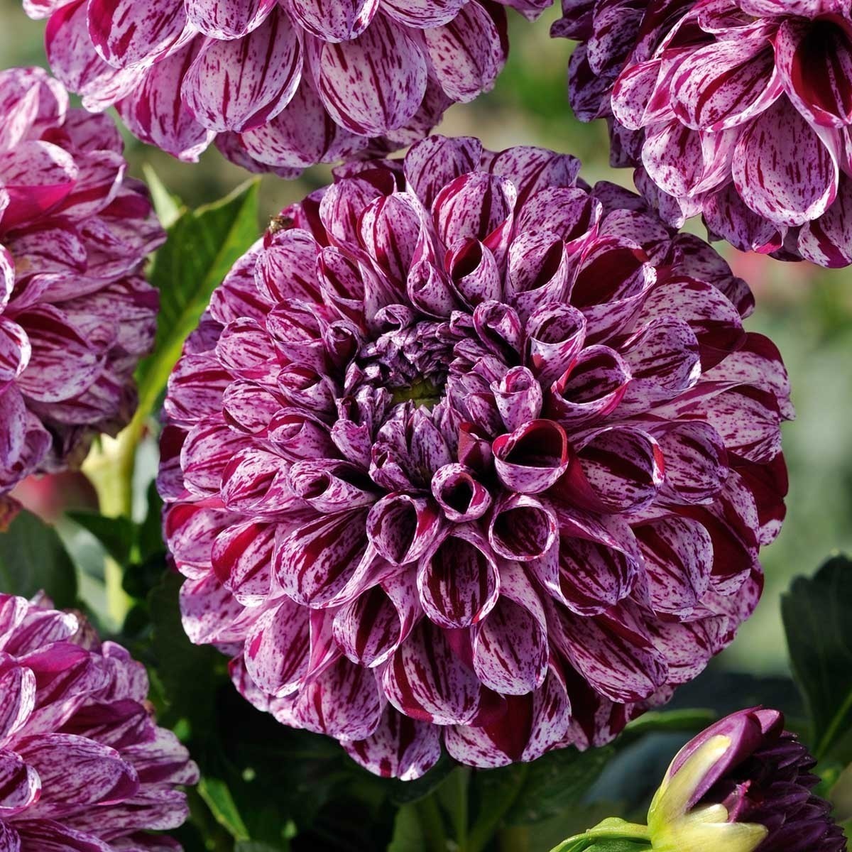 Balldahlie ‚Marble Ball‘ 