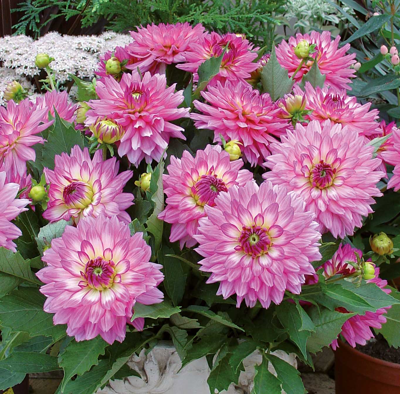 Dahlie 'Gallery Bellini' 