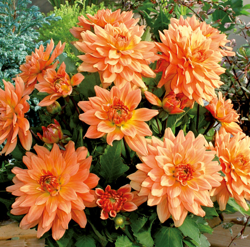 DahlienSorten dahlien.de