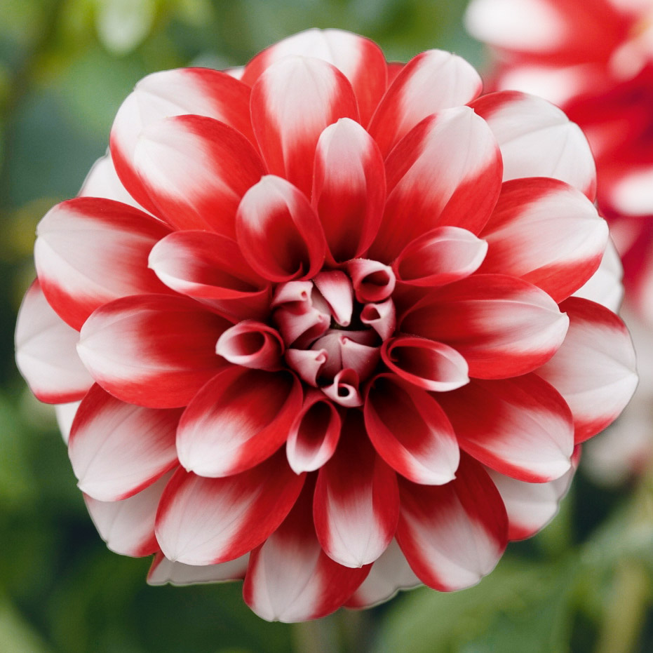 DAH_LubegaPower_ScarletWhite_429761