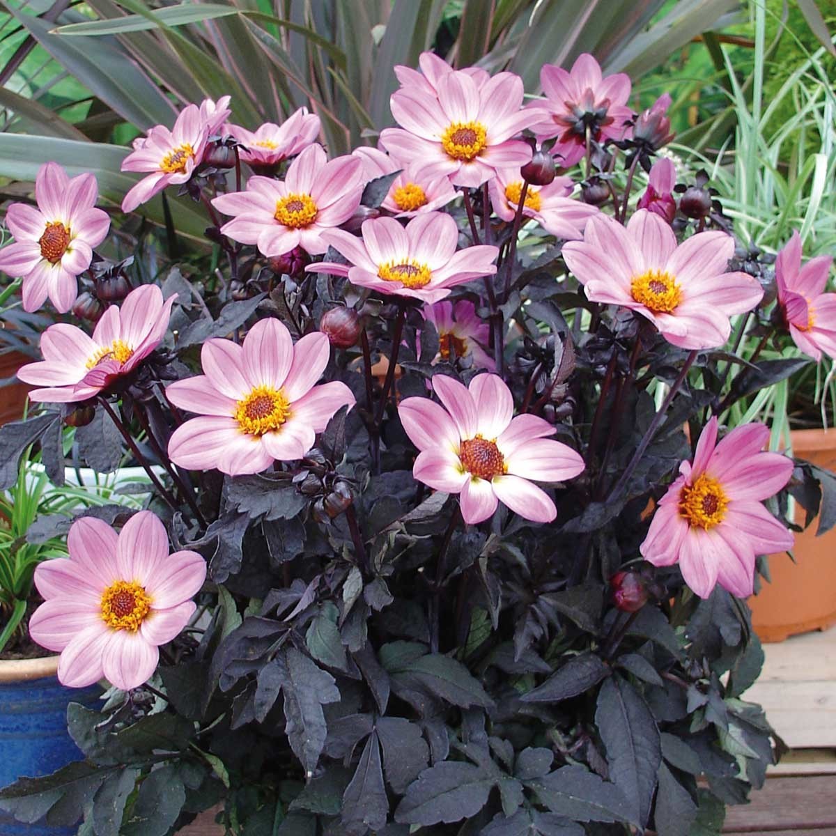 Dahlie 'Happy Days Pink'  