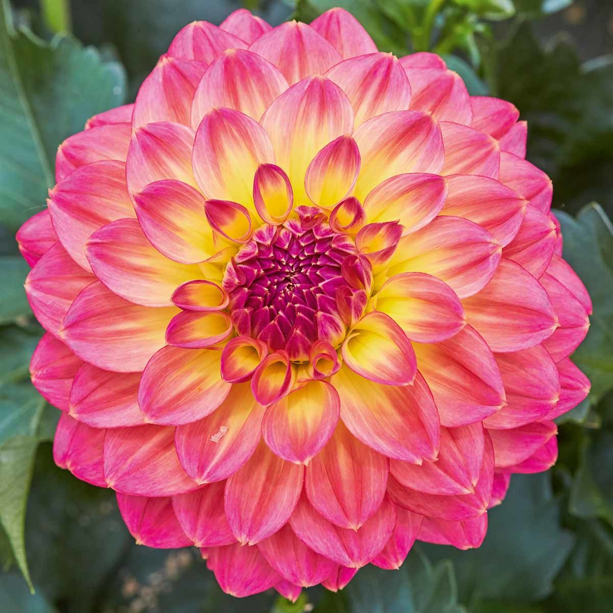 Dahlie Lubega® Power 'Tropical Punch'