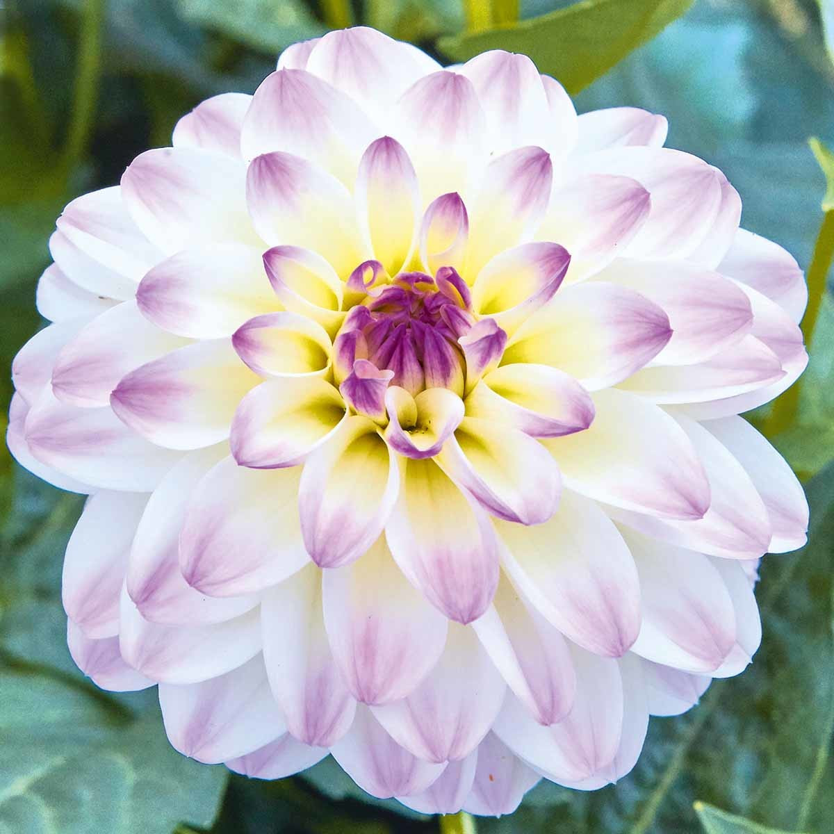 Dahlie Lubega® Power 'White Lilac Frost' 