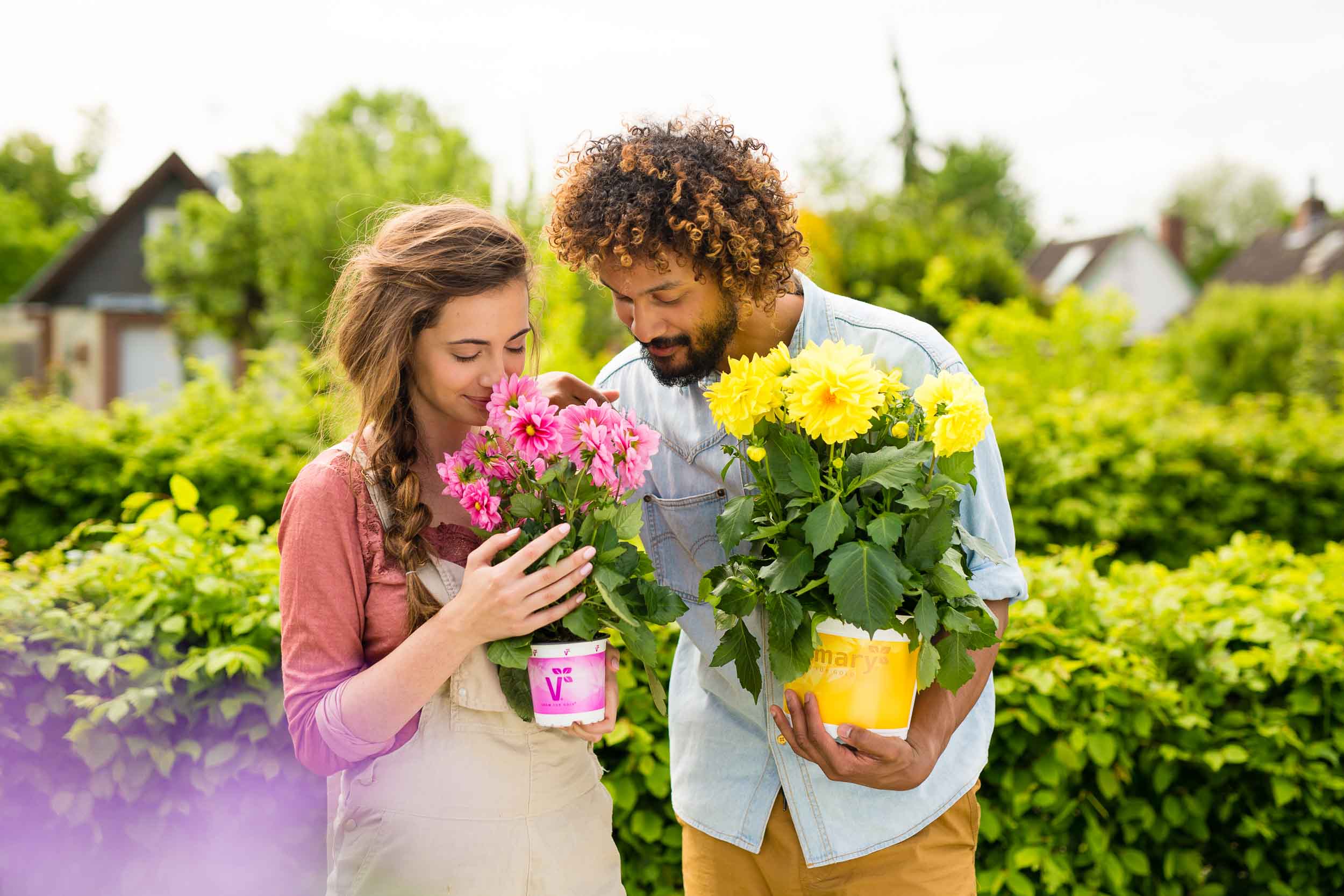 https://www.dahlien.de/wp-content/uploads/2019/12/F2A1569.jpg