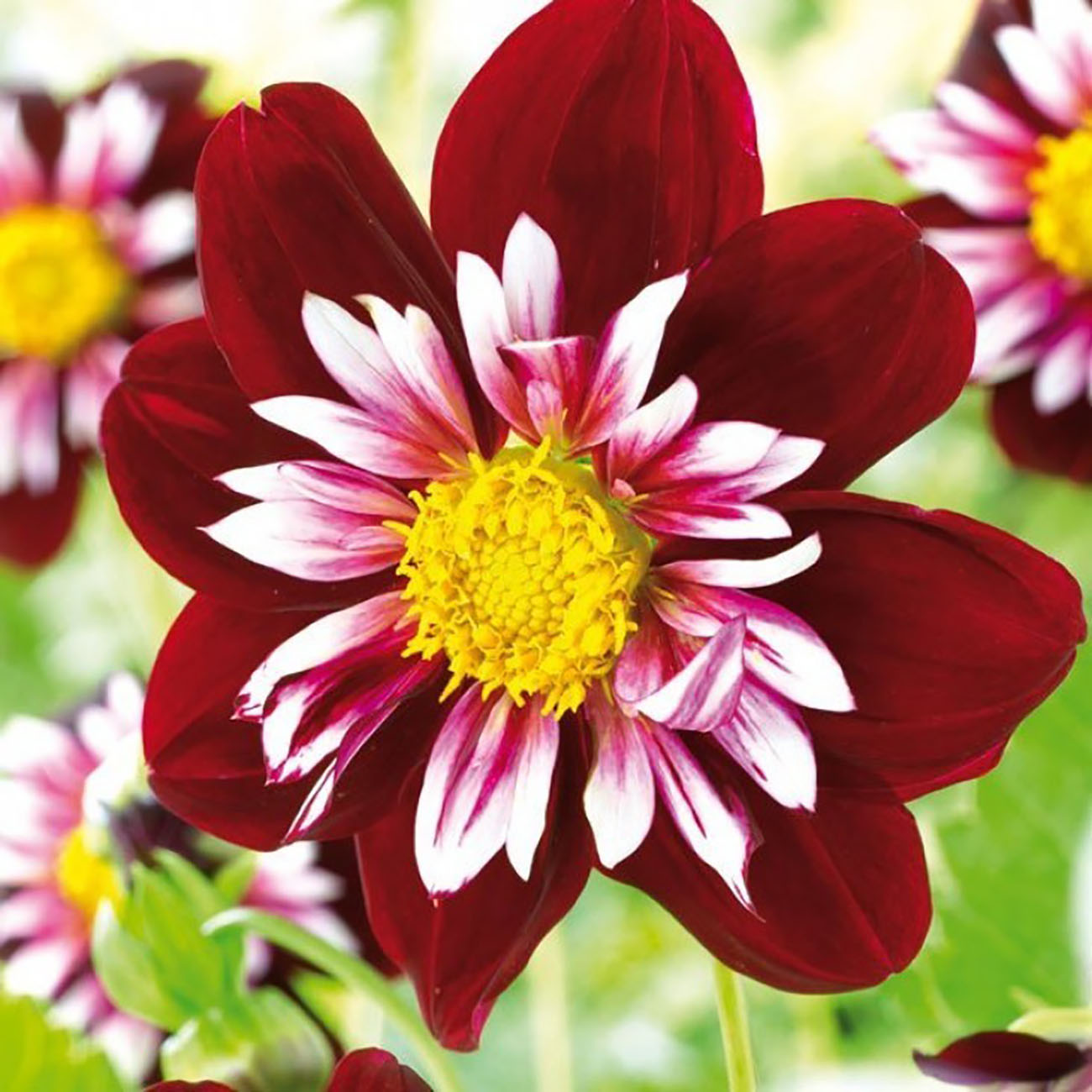 Halskrausendahlie 'Night Butterfly' 