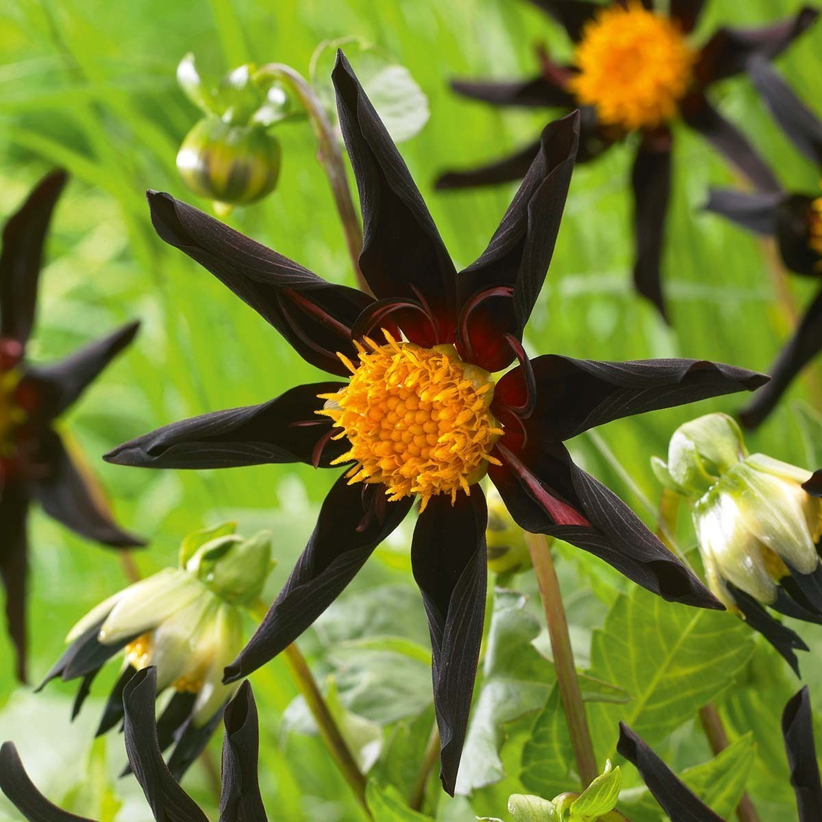 Sterndahlie ‚Verrone’s Obsidian‘ 