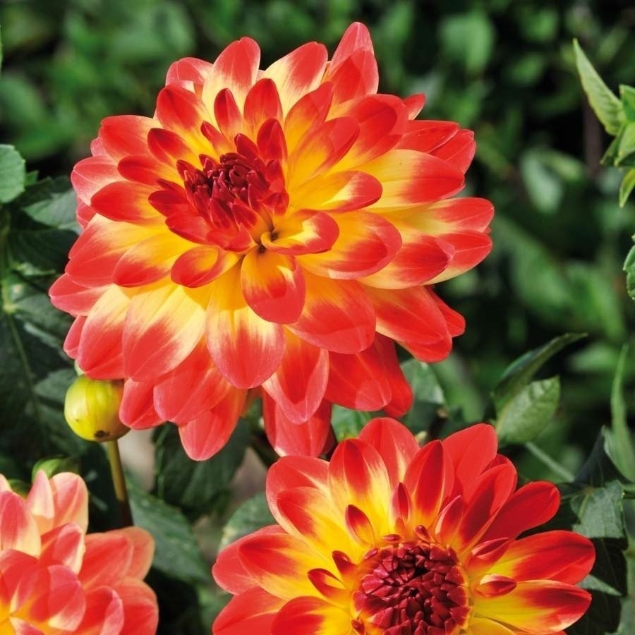 Seerosendahlie ‚Procyon‘ 