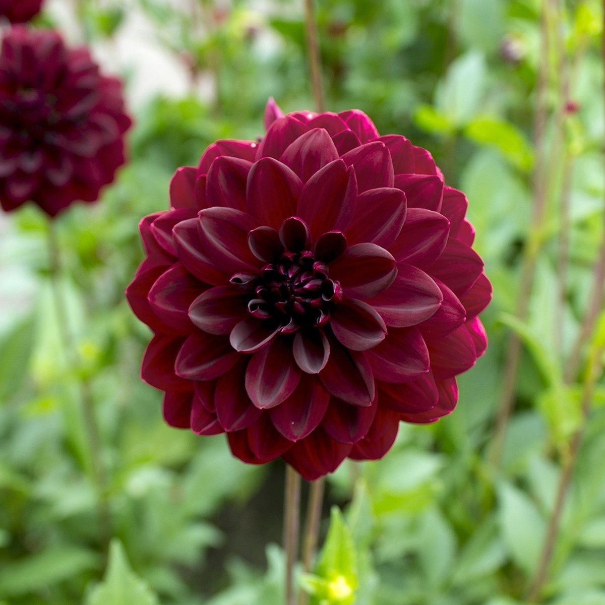 Seerosendahlie ‚Arabian Night‘ 