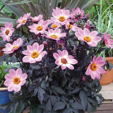 https://www.dahlien.de/wp-content/uploads/2019/12/dah-happy-day-pink-430440.jpg