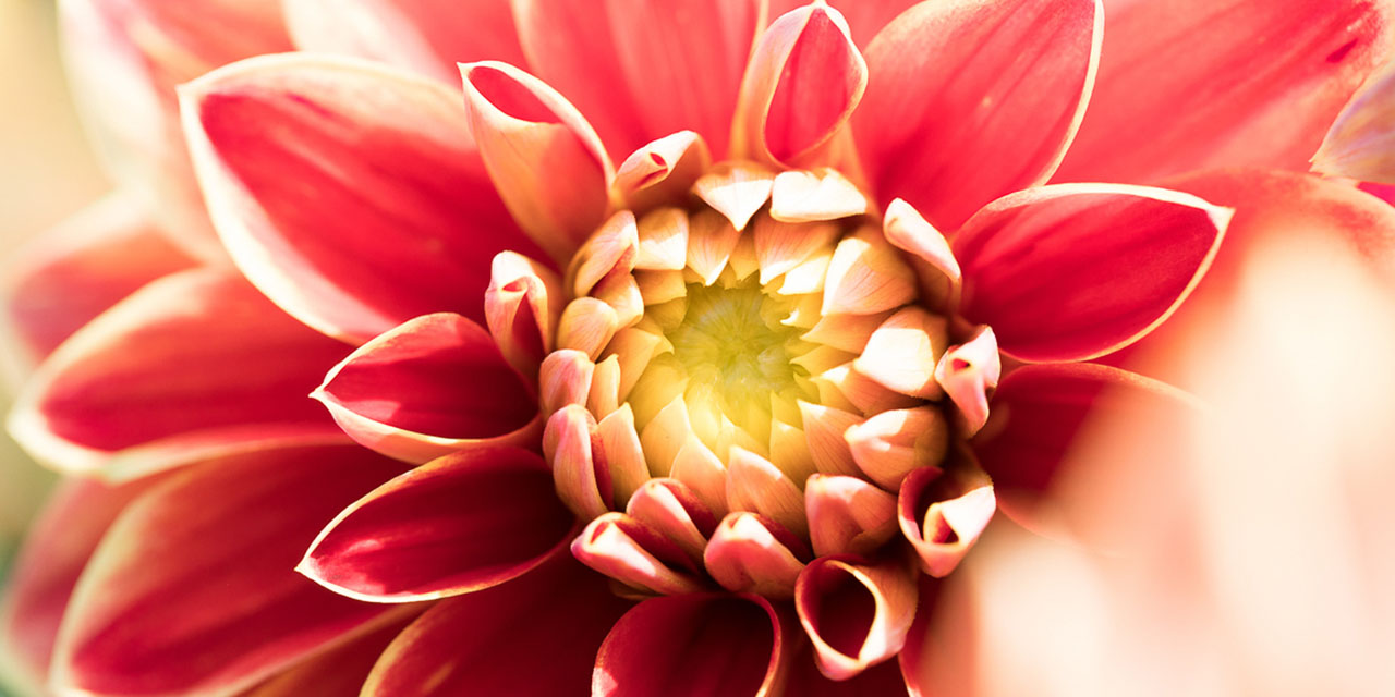 https://www.dahlien.de/wp-content/uploads/2019/12/dahlien-1-gallery.jpg