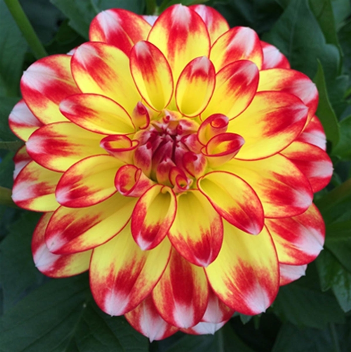 Dahlie 'Lubega® Power Tricolor' 