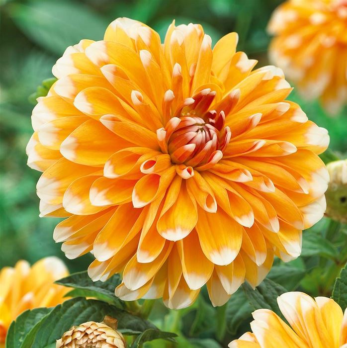 Dahlie Apricot