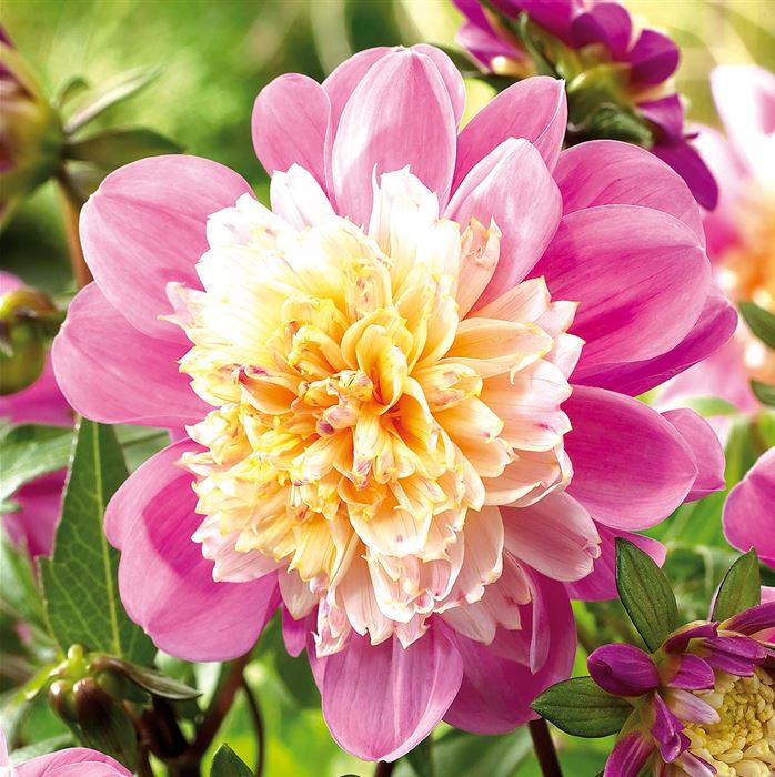 Anemonenartige Dahlie 'Take Off' 
