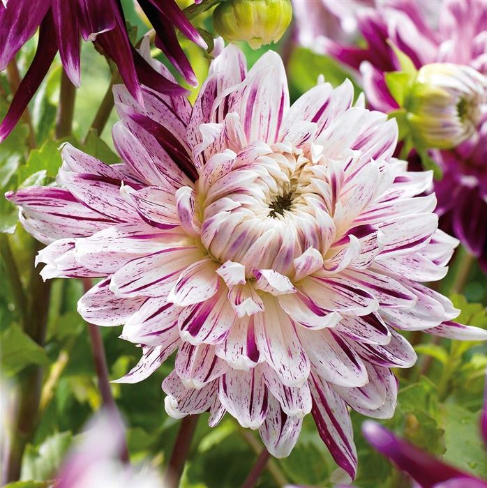 Großblumige Dahlie 'Avignon' 