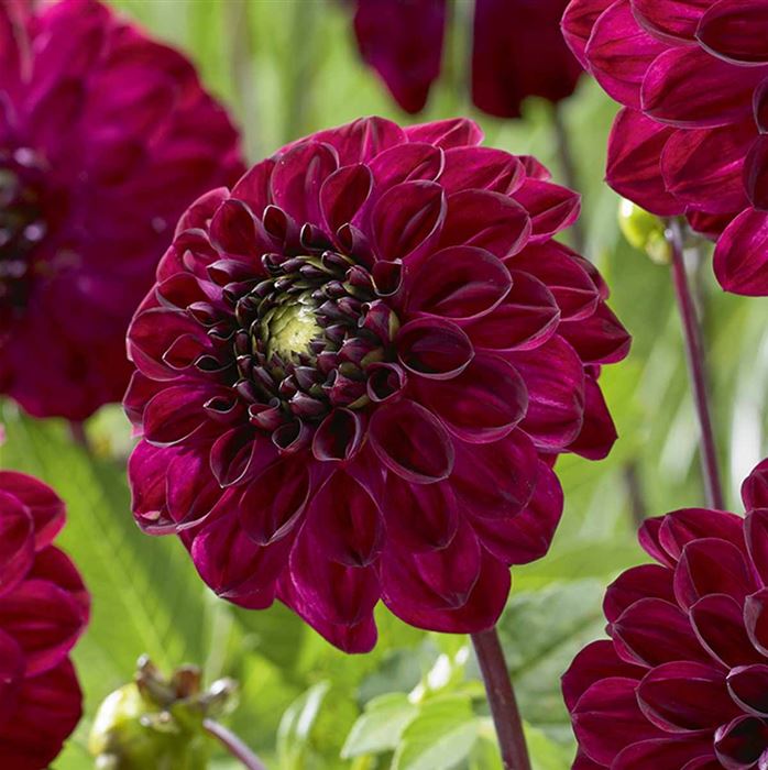 Dekorative Dahlie 'Buran' 