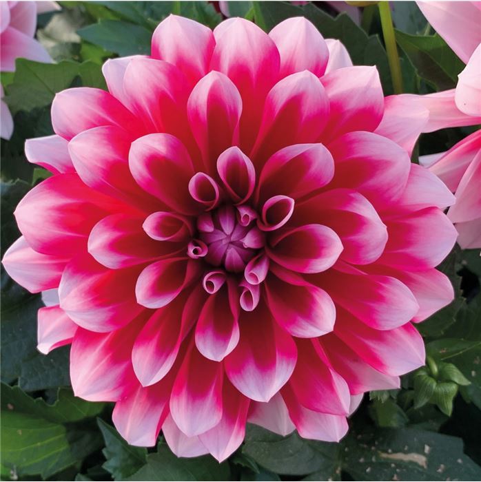 Dahlie 'Lubega® Power Burgundy & White' 