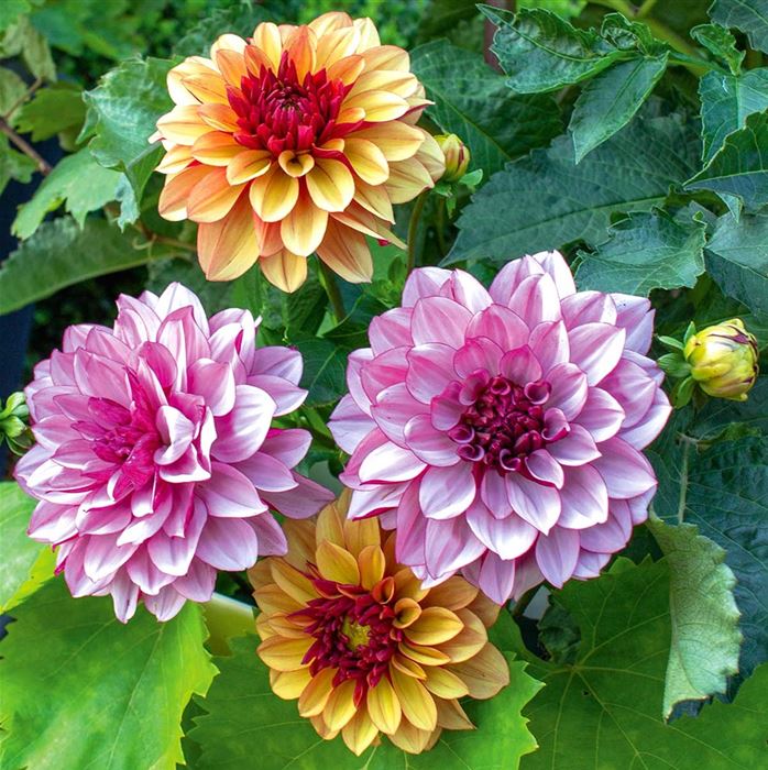 Dahlien Duett 'Creme de Cassis & Creme de Cognac'  