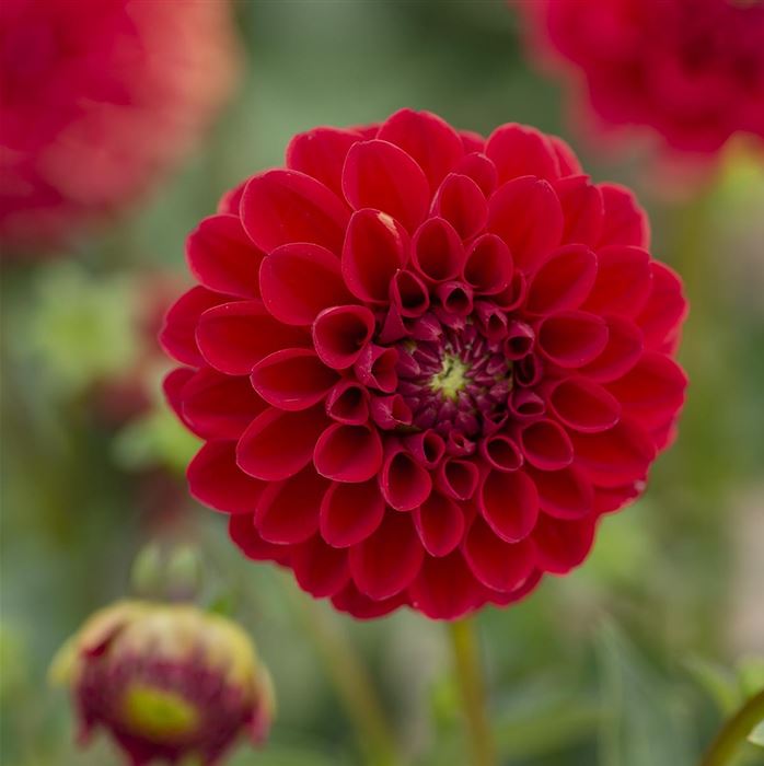 Pompom Dahlie ‘Nescio’ Rot 
