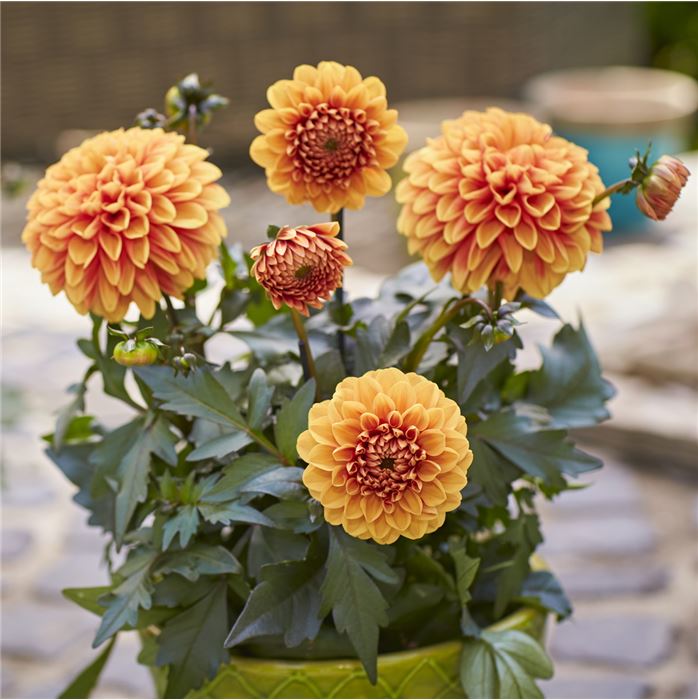 Dahlie 'Lubega® Power Choco Orange' 
