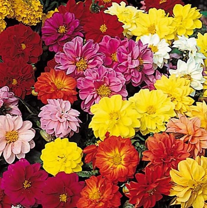 Dahlie 'Rigoletto' gefüllt 