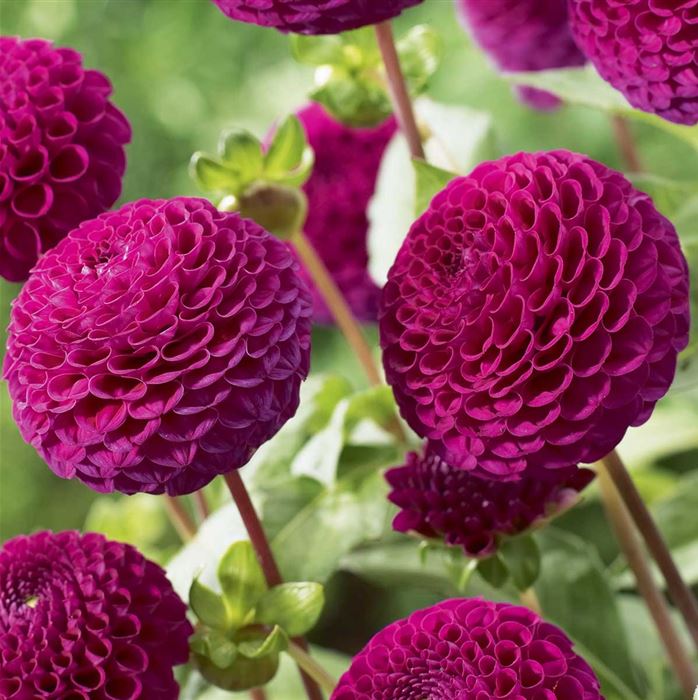 Pompom Dahlie 'Rocco' 