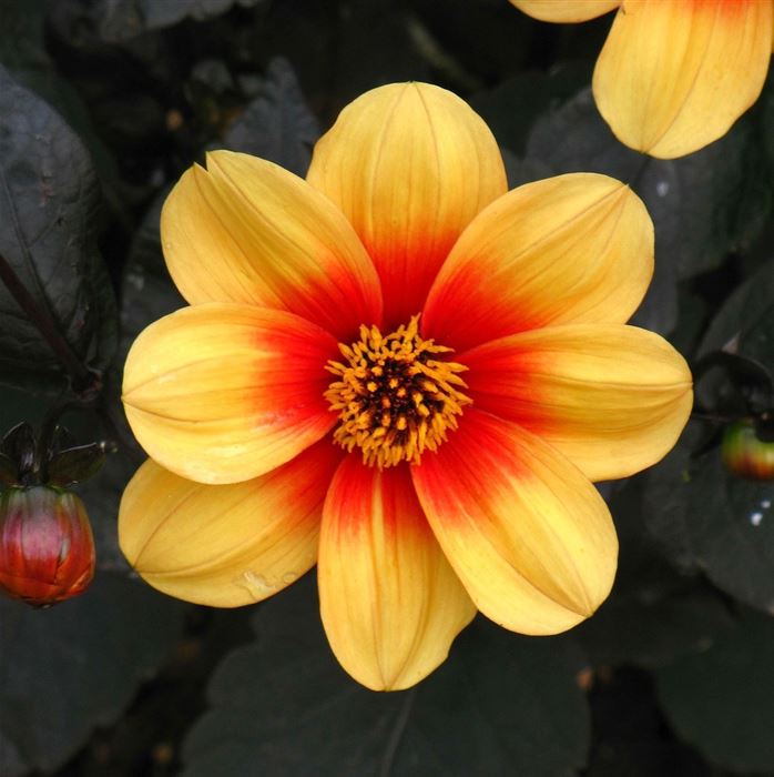Mignon Dahlie 'Sunshine' 