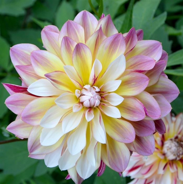 Seerosen-Dahlie 'Twilight Time' 