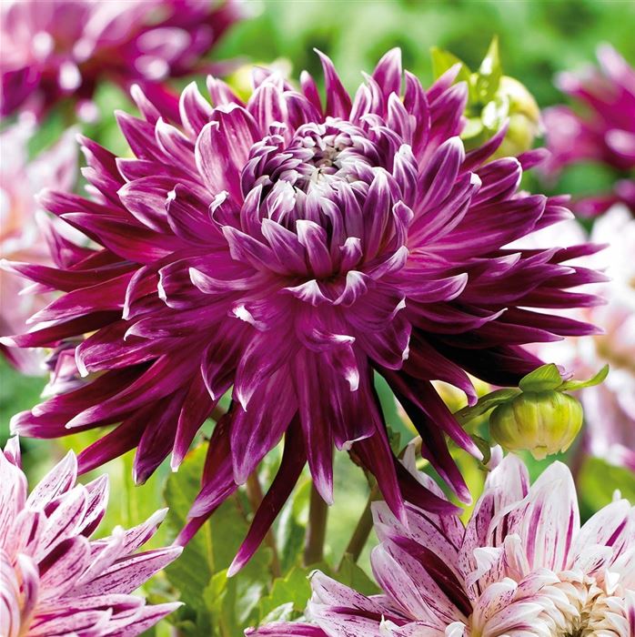 Großblumige Dahlie 'Vancouver' 