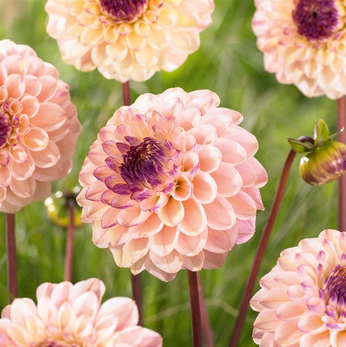 Pompom Dahlie 'Wine Eyed Jill' 