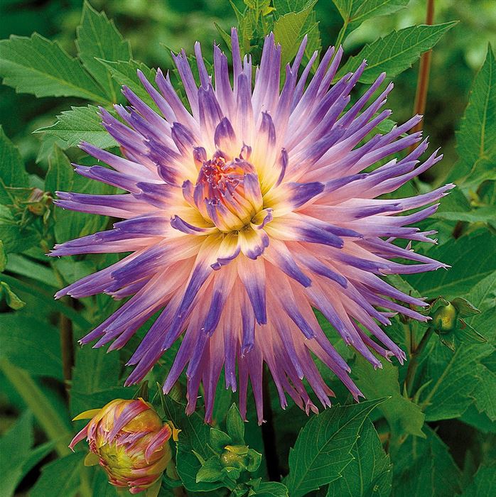 Kaktus Dahlie 'Veritable' 